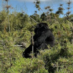 Rwanda Gorilla Trip