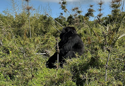 Rwanda Gorilla Trip