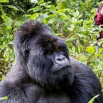 Gorilla Trekking Trip