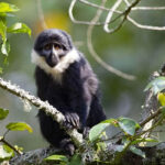 Nyungwe Colobus