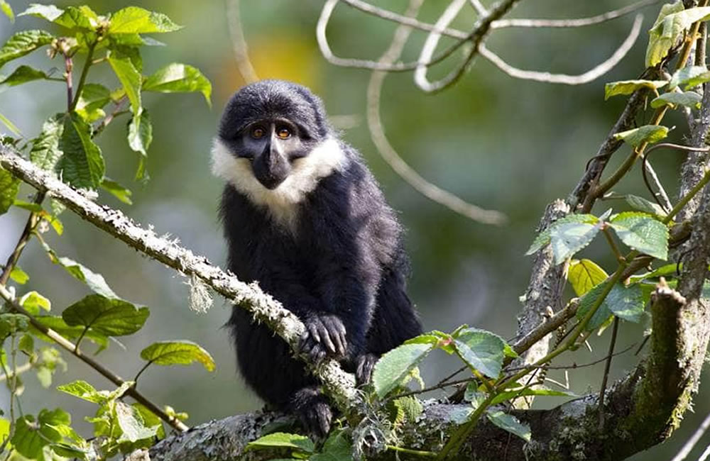 Nyungwe Colobus